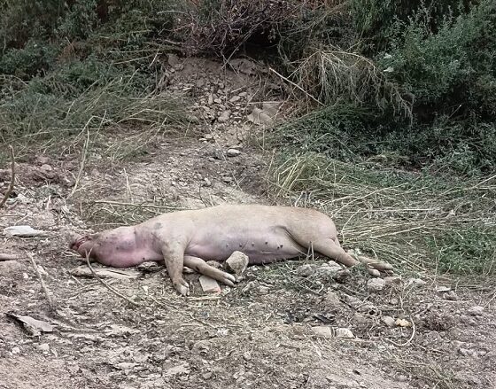 cadavru porc dunareni