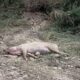 cadavru porc dunareni