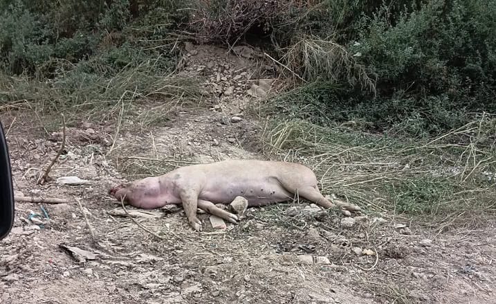 cadavru porc dunareni