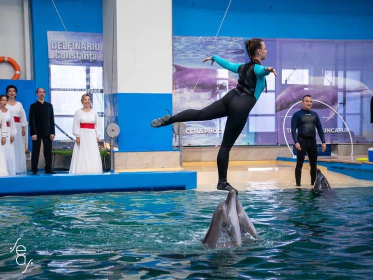 delfinariu madrigal delfinariu madrigal
