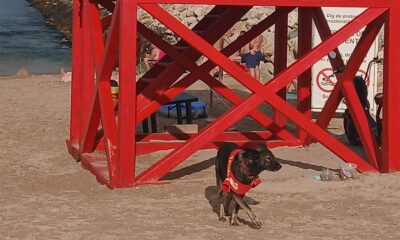 igor