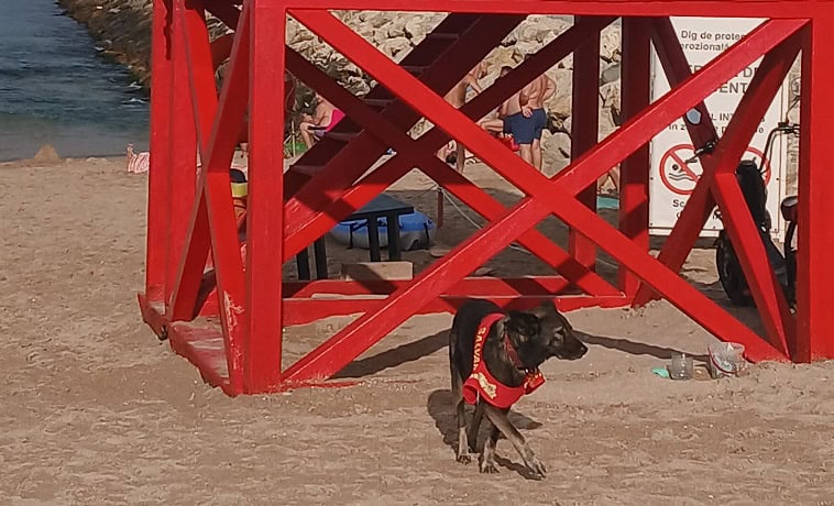 igor