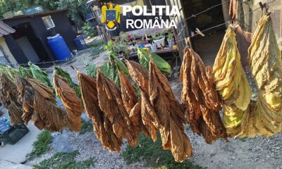 tutun Tulcea