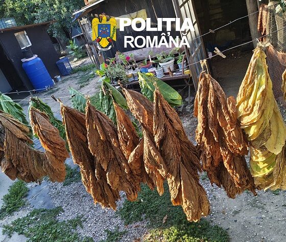 tutun Tulcea