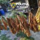 tutun Tulcea
