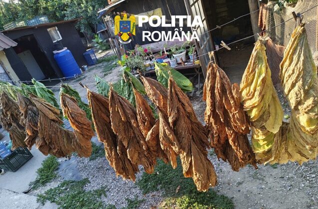 tutun Tulcea