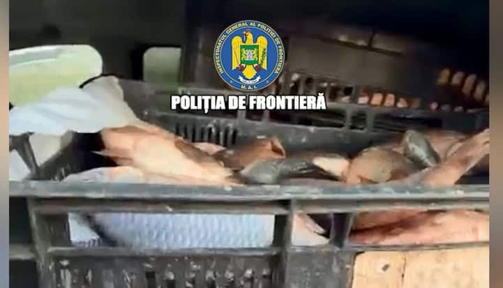 captura peste Mihai Viteazu